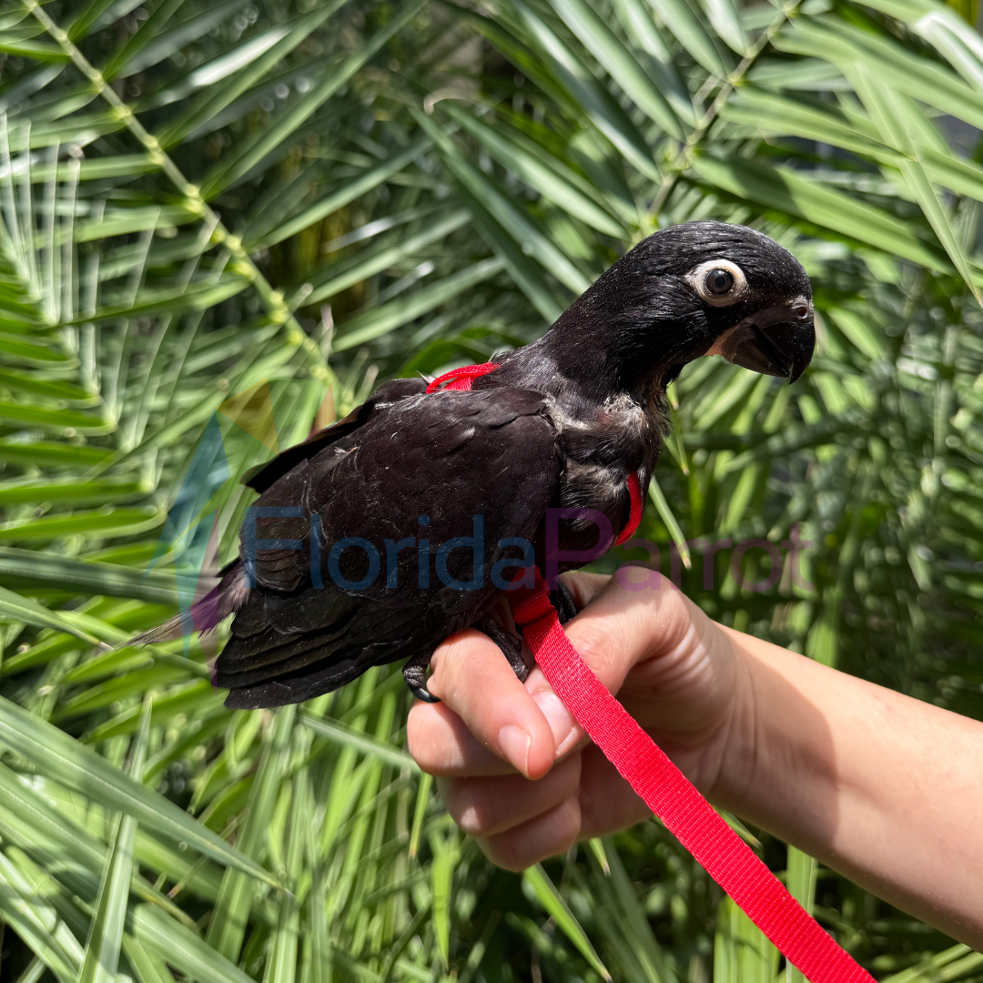 Black Lory image 0