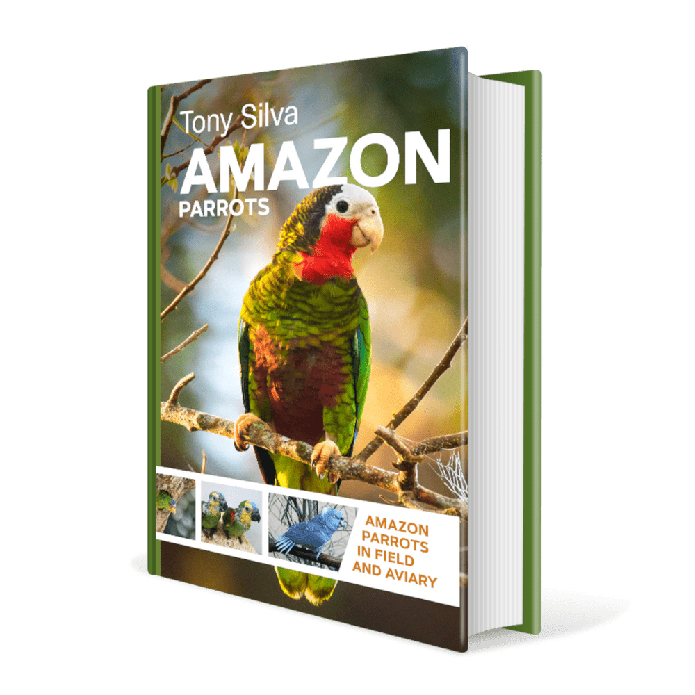 Amazon Parrots- By Tony Silva image 0