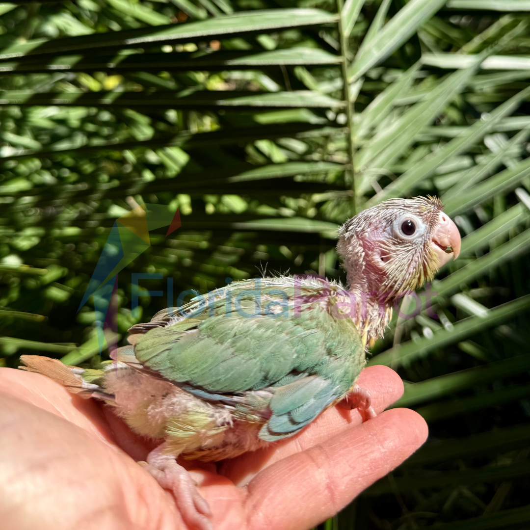 Green Cheek Conure image 0