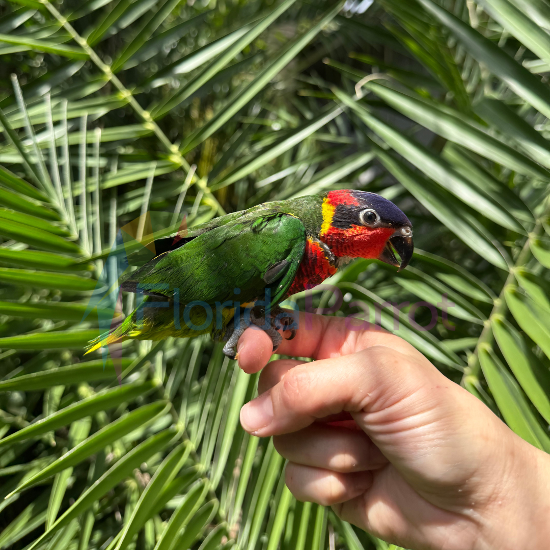 Ornate Lorikeet image 0