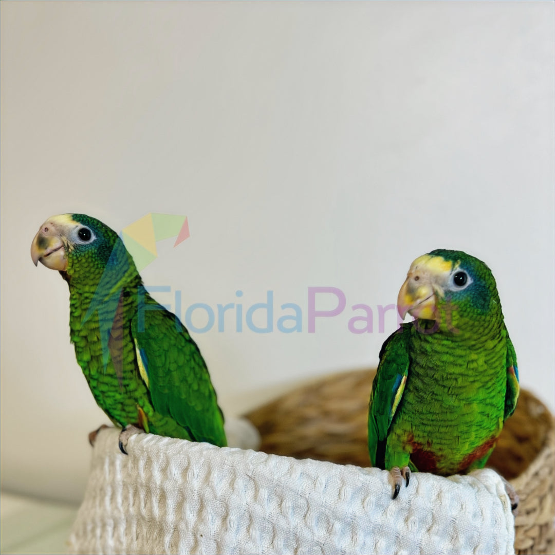 Hispaniolan Amazon image 0