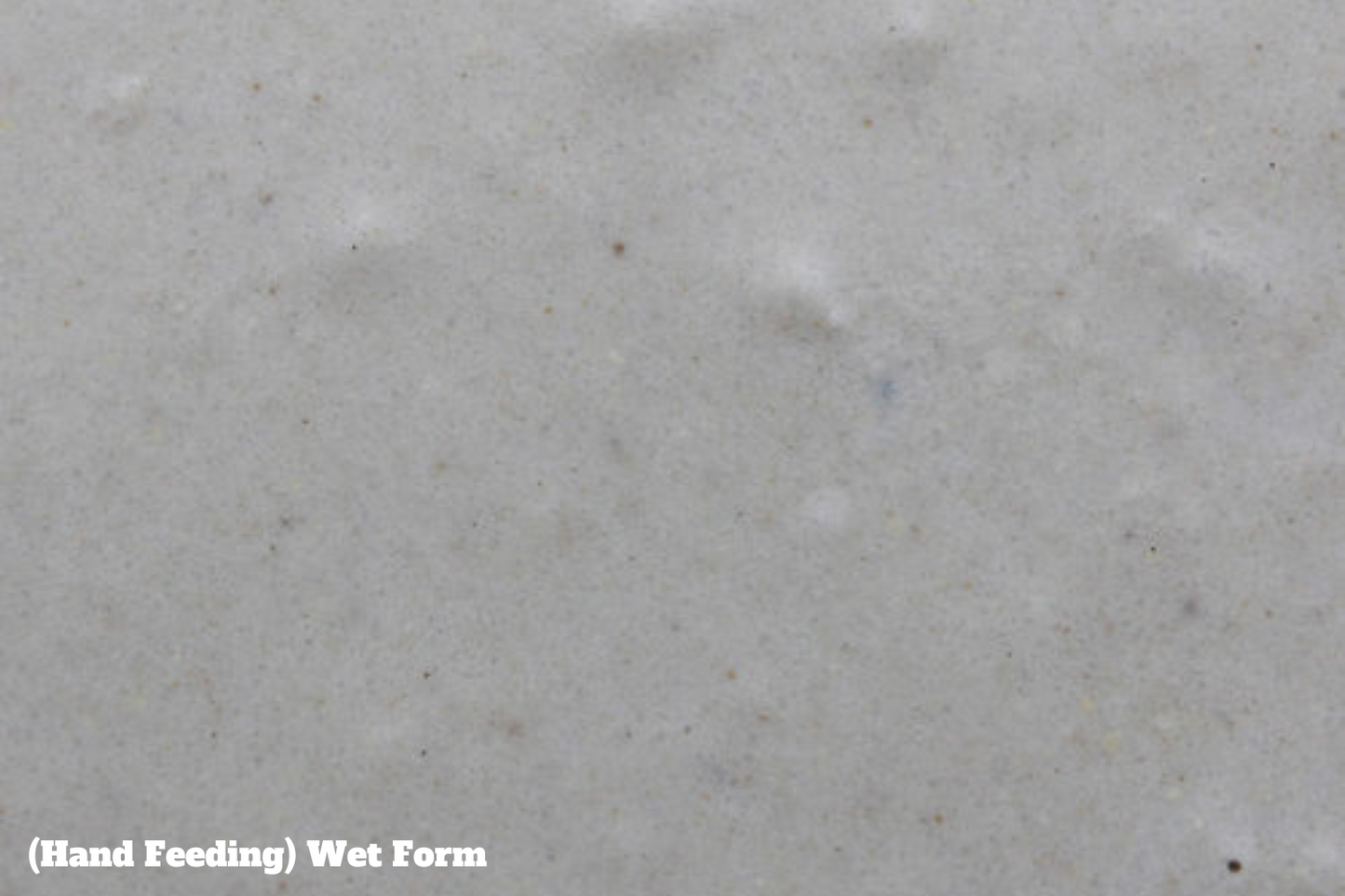 Intune Hand Feeding - Hi-Energy Formula image 2