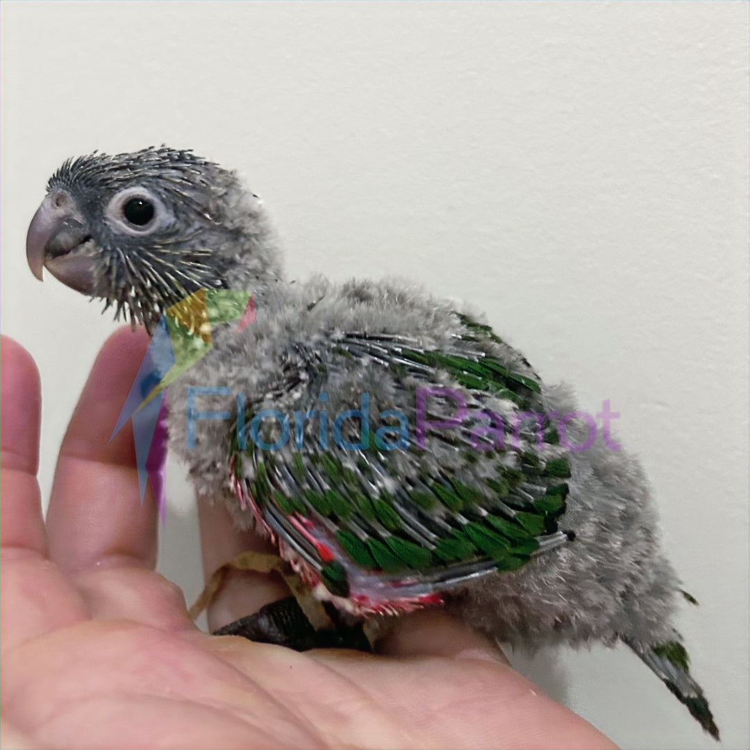 Black Capped Conure image 0