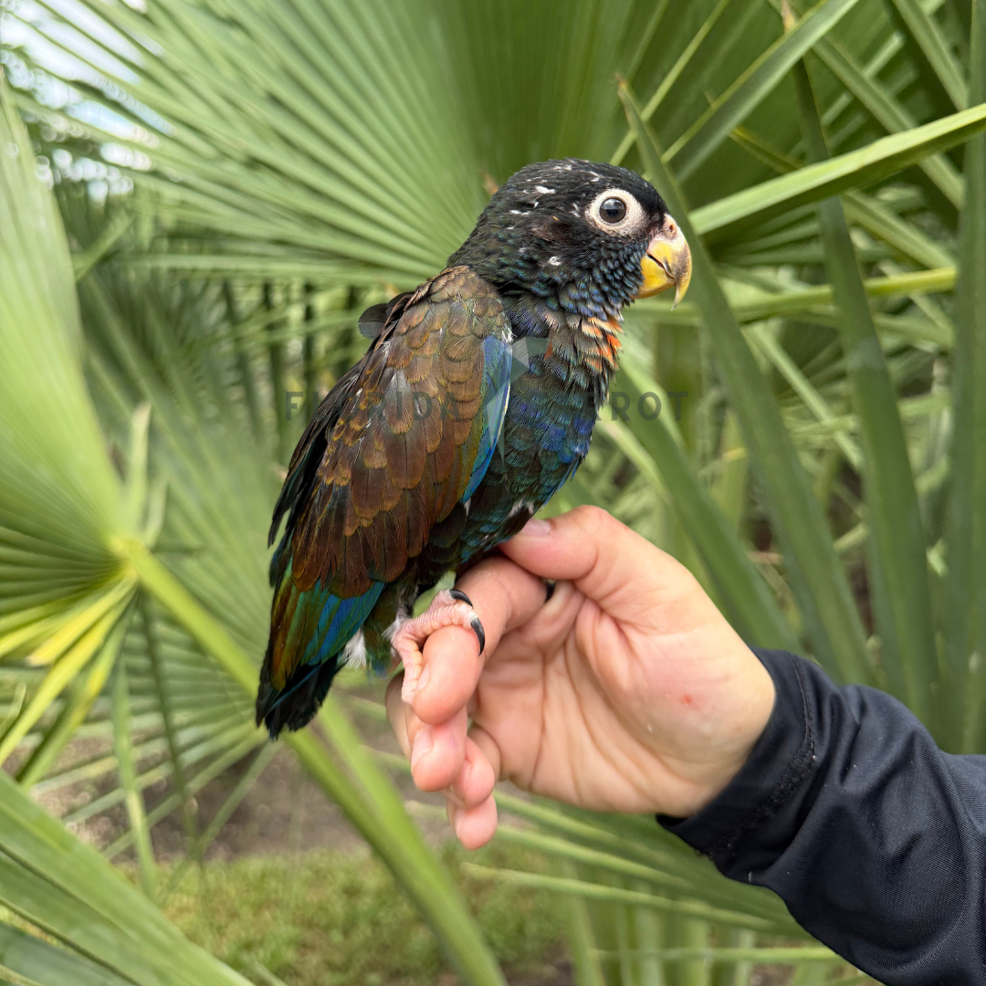 Bronze Winged Pionus Baby