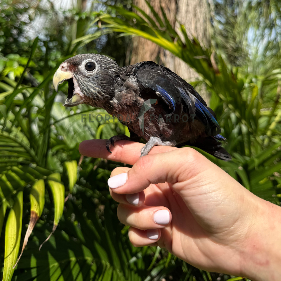 Dusky Pionus