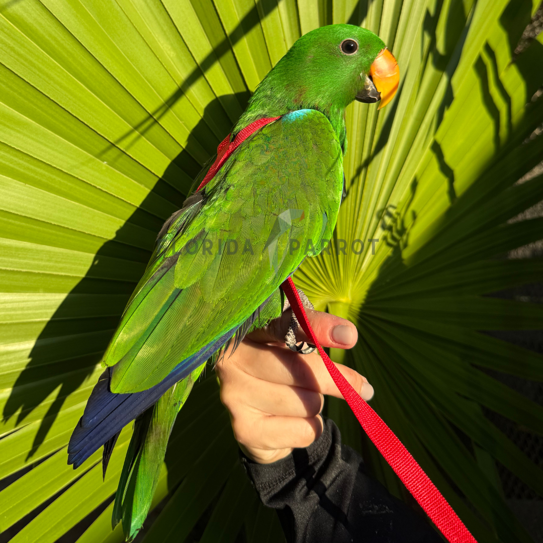 Eclectus Parrot Male
