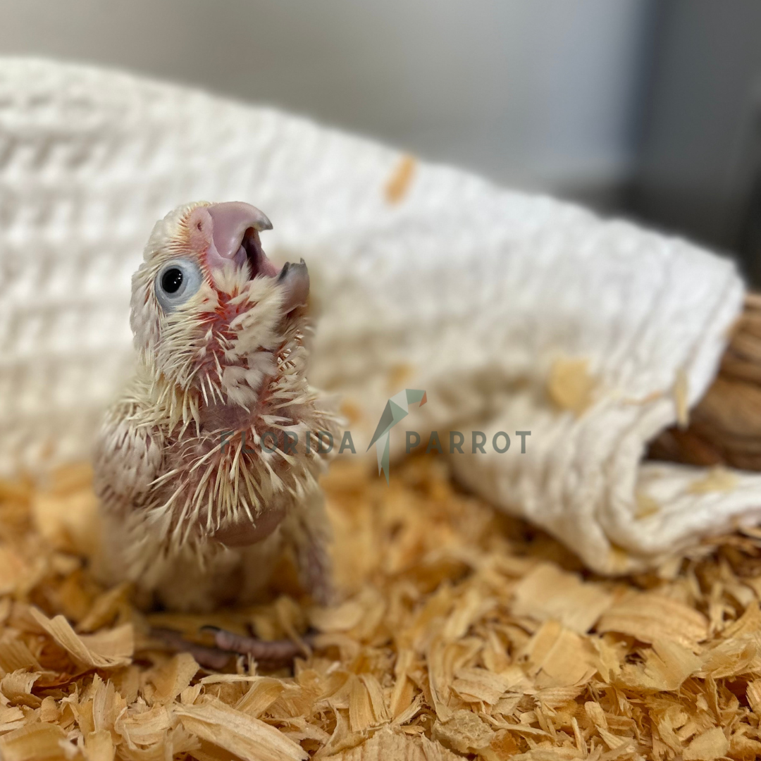 Goffin Cockatoo
