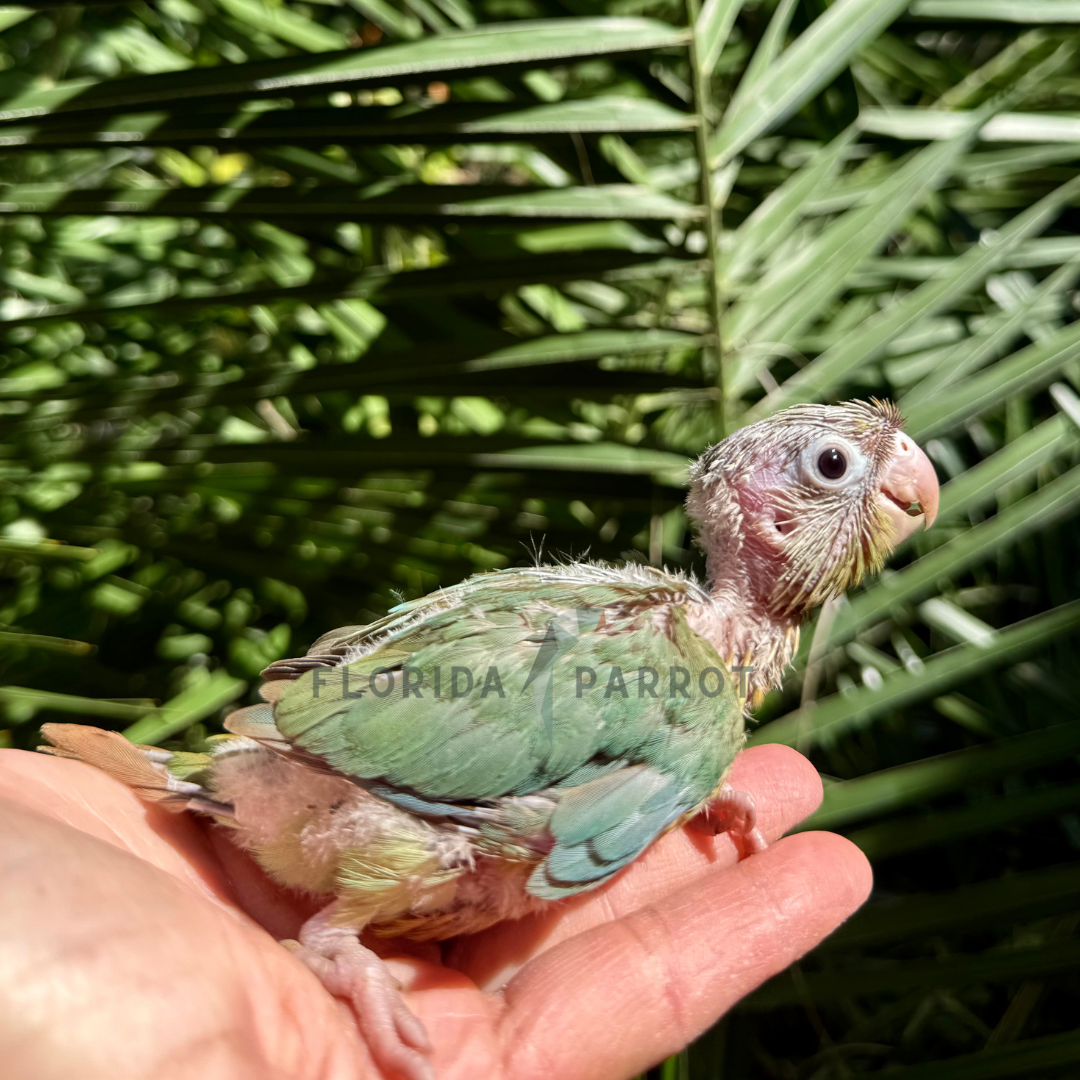 Green Cheek Conure