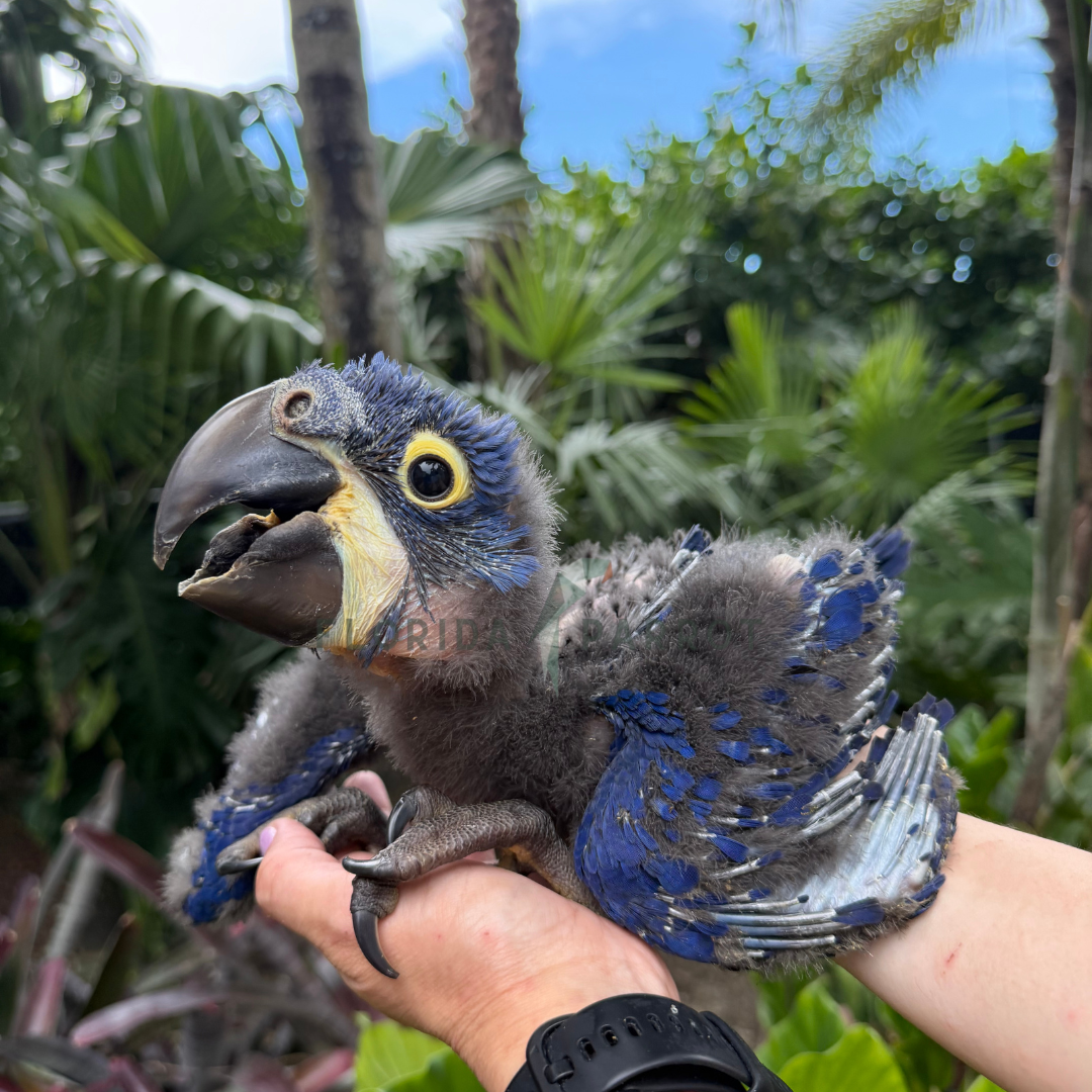 Hyacinth Macaw