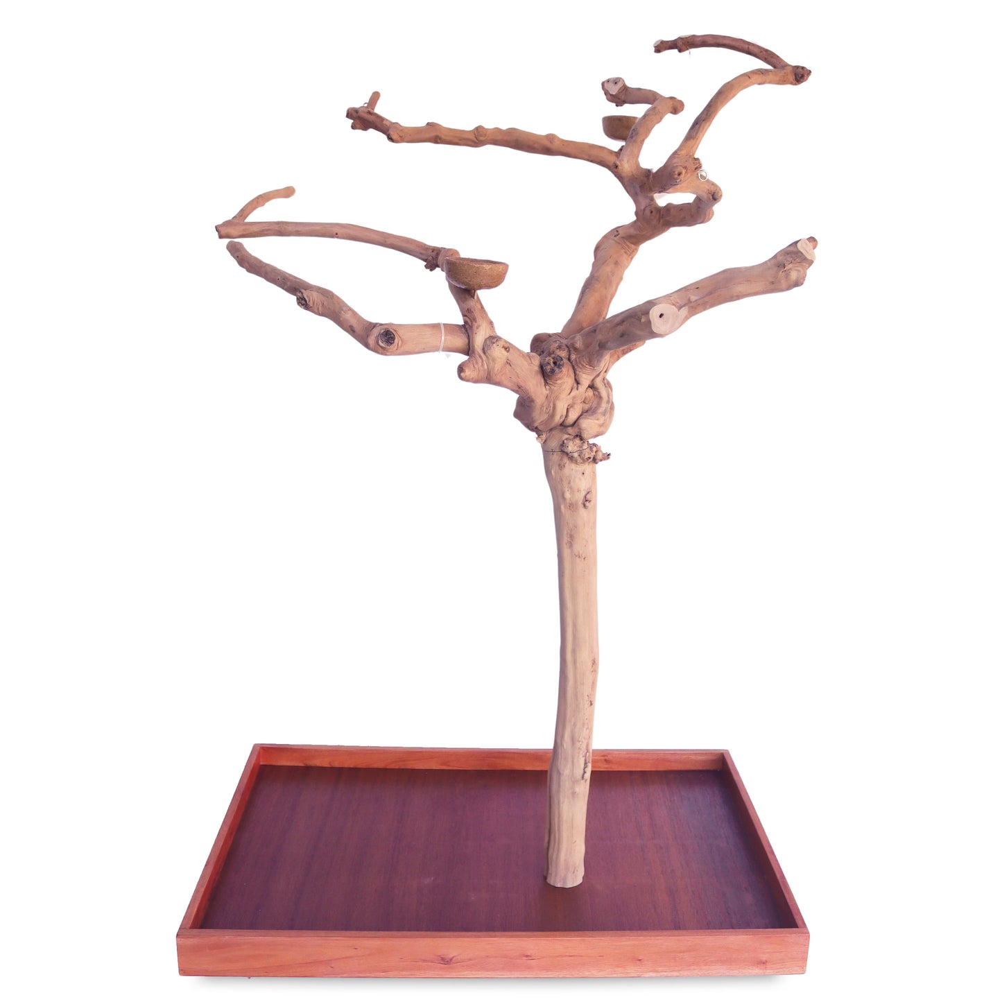 Java Wood Tree Boxed - Medium