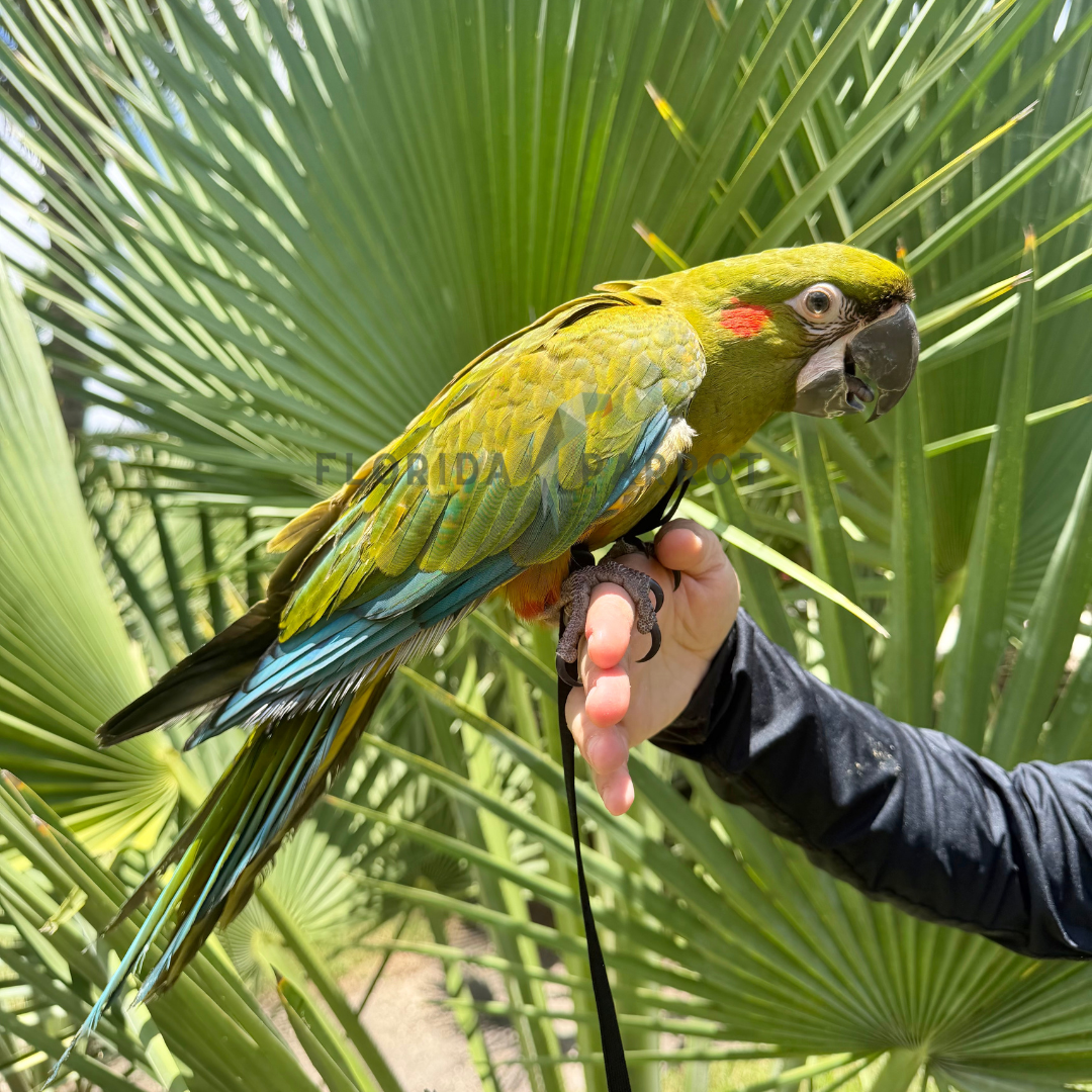 Red Fronted Macaw Baby