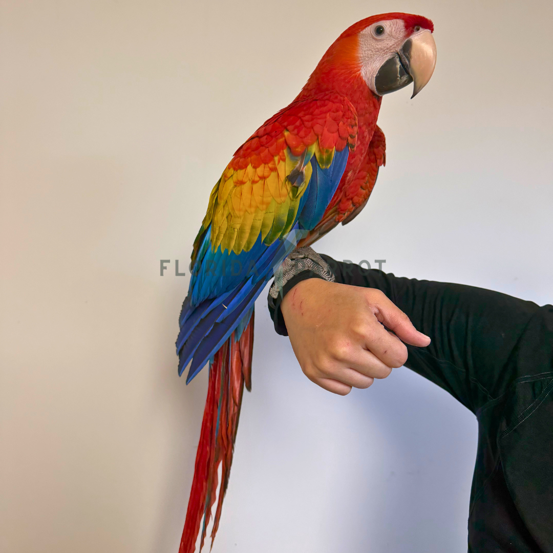 Scarlet Macaw