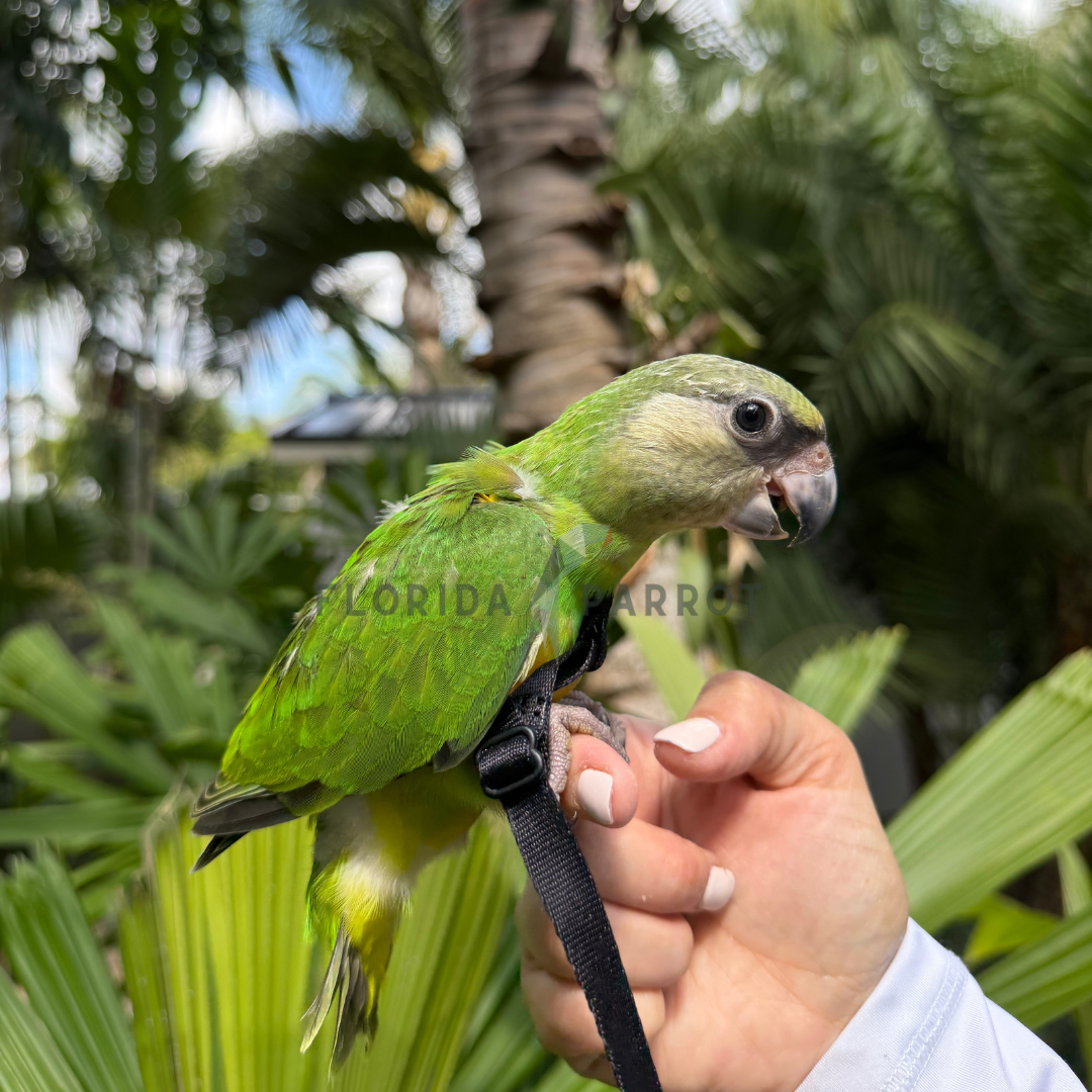 Senegal Parrot