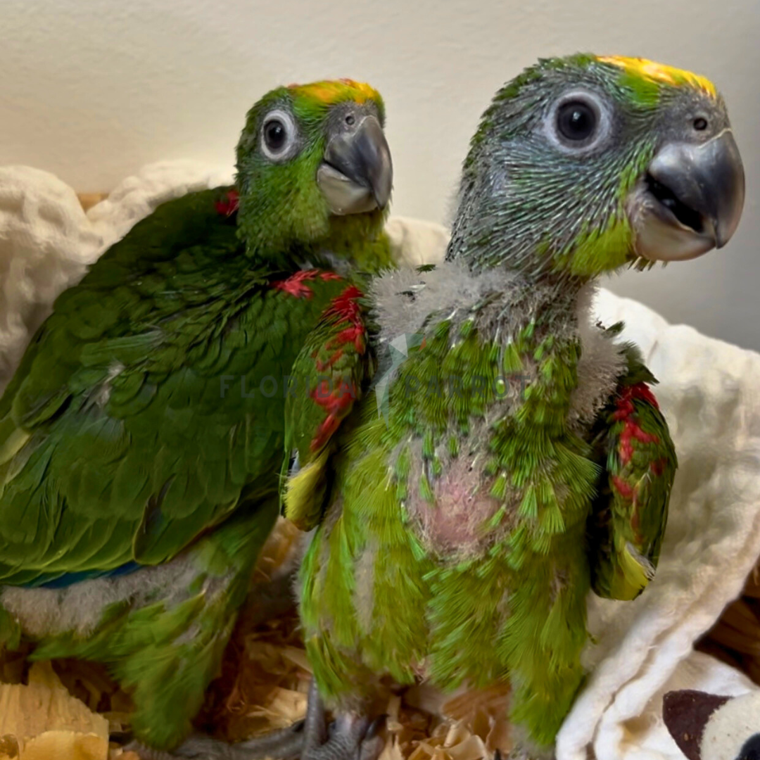 Yellow Crowned Amazon Parrot
