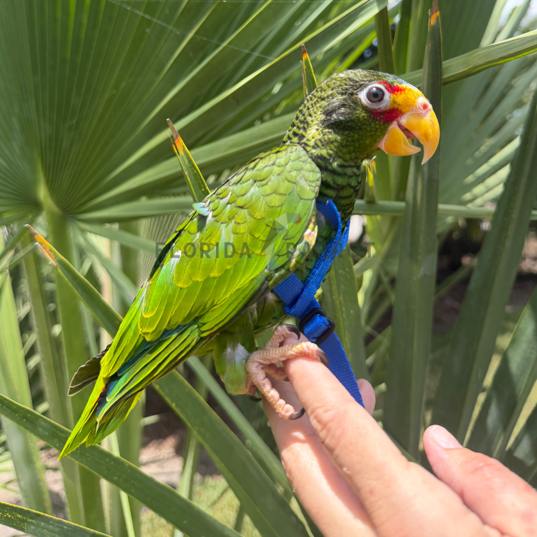 Yellow Lored Amazon Baby