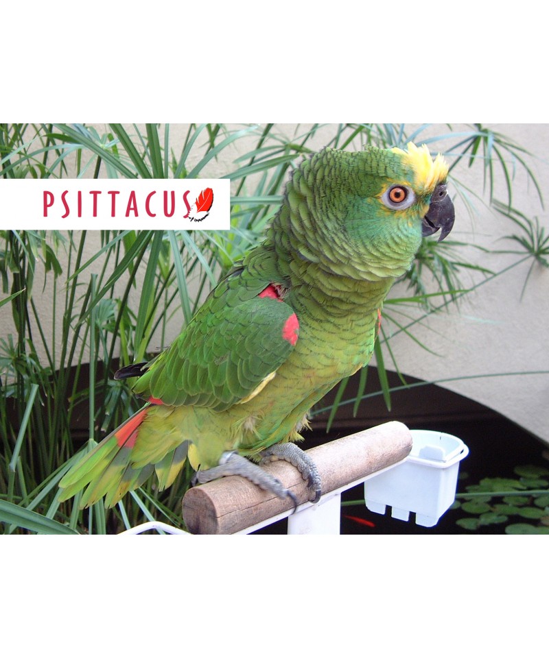 Psittacus High Protein Breeding image 2