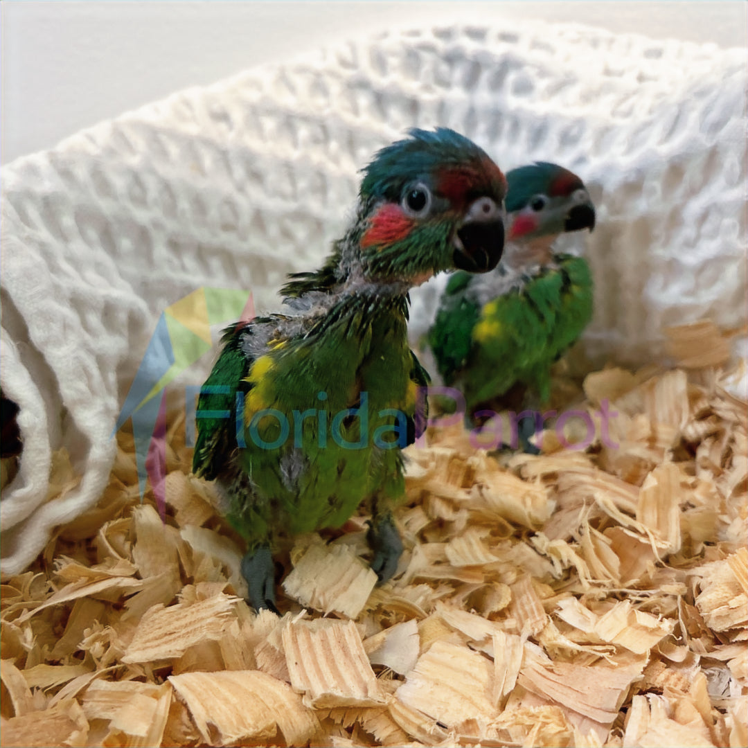 Musk Lorikeet image 0