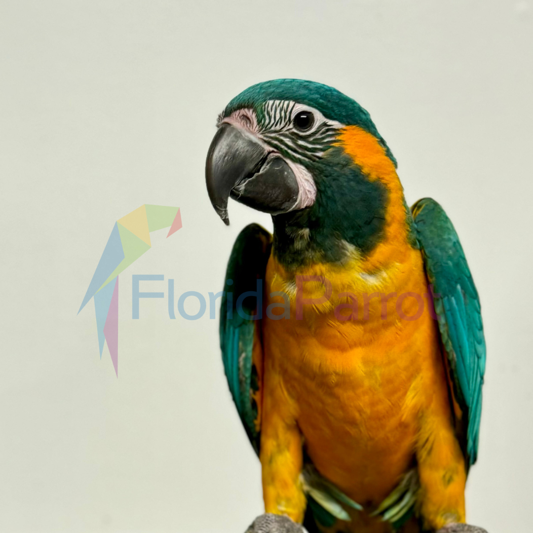 Blue Throat Macaw image 0