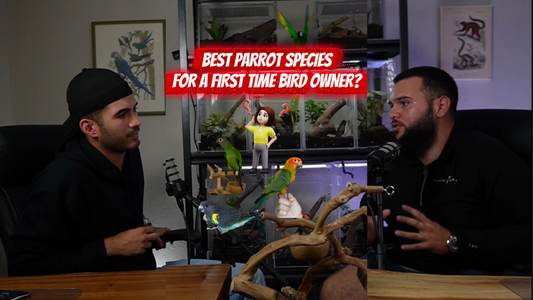 The Best Parrot Species for First-Time Owners