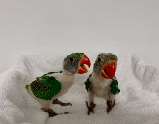 Great Billed Parrot