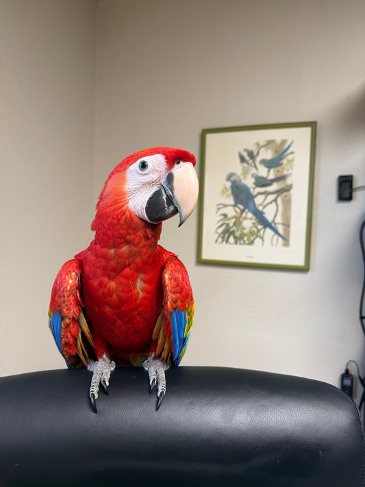 Scarlet Macaw | Florida Parrot