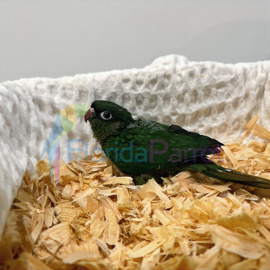 Maroon Bellied Conure image 0
