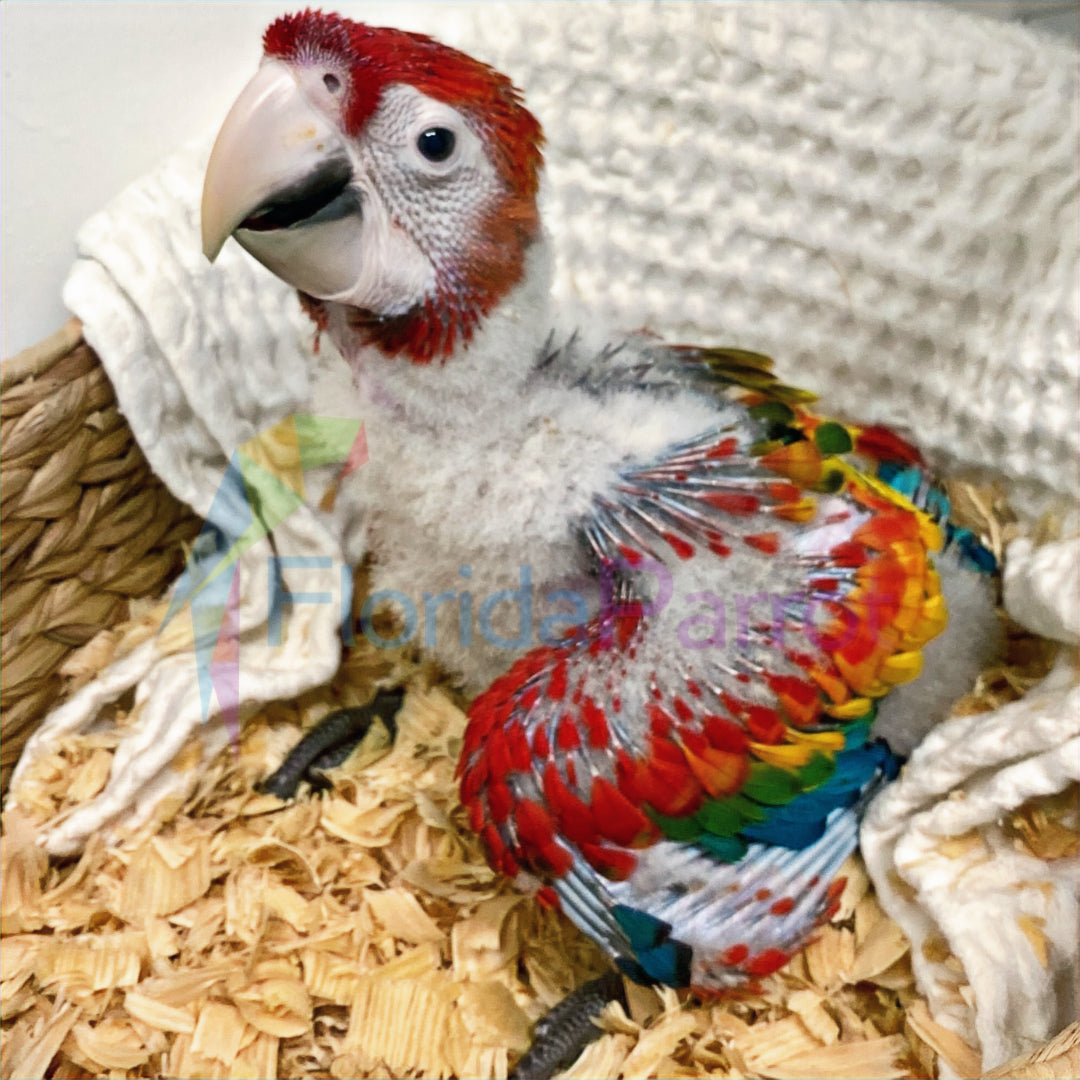 Scarlet Macaw image 0