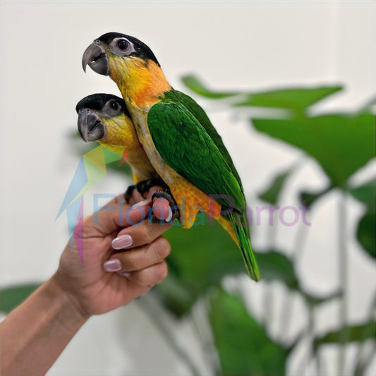Black Headed Caique image 0