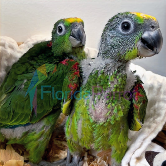 Yellow Crowned Amazon image 0