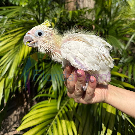 Triton Sulphur Crested Cockatoo image 0