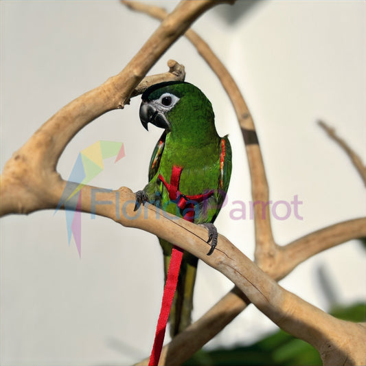 Hahn's Macaw image 0