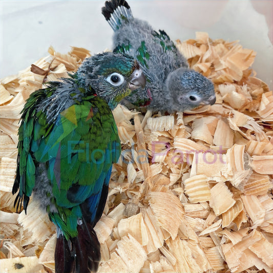 Crimson Bellied Conure image 0