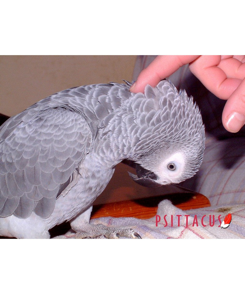 Psittacus High Energy Breeding image 2