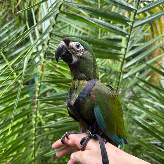 Severe Macaw image 0