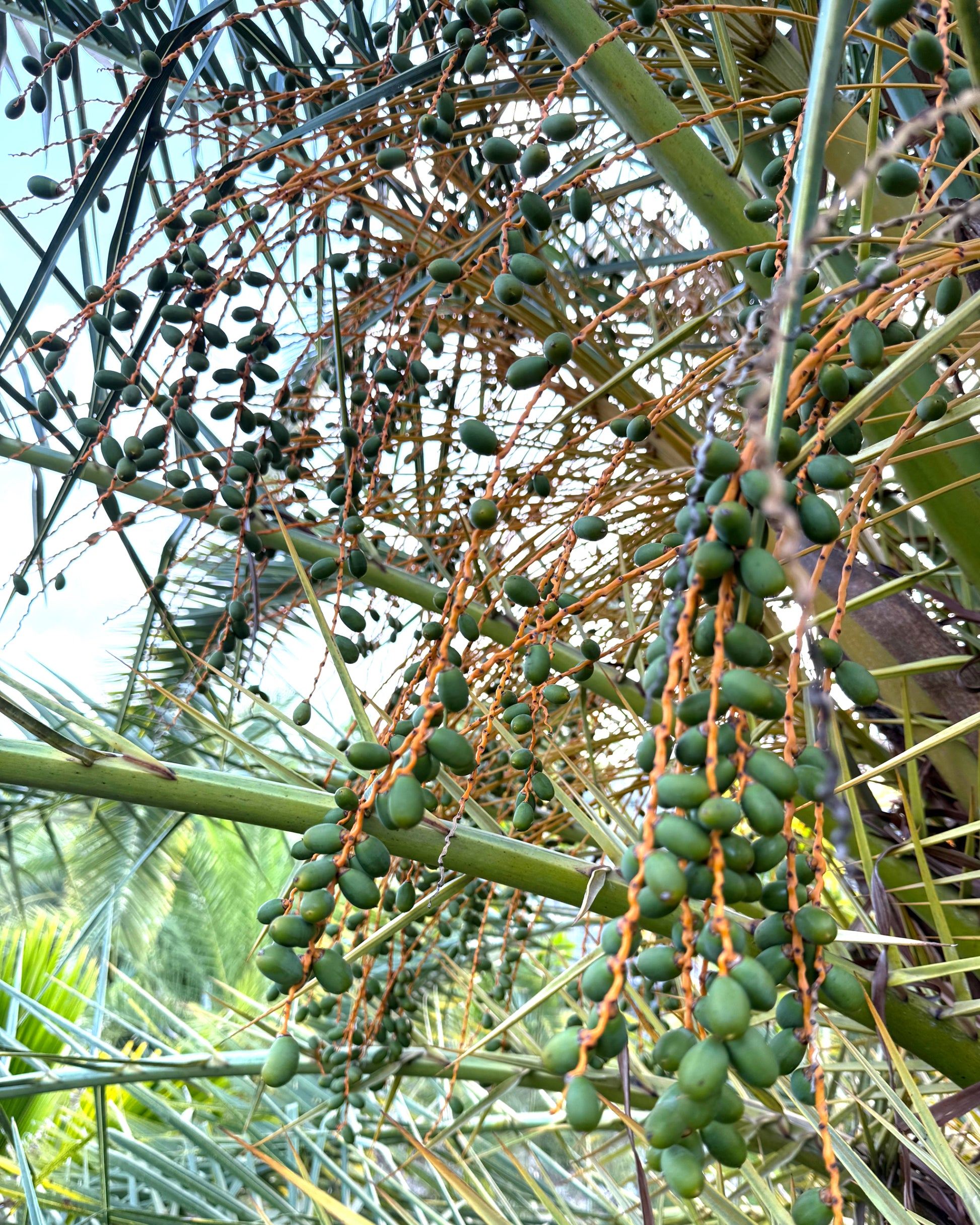 Tropical Enrichment image 3