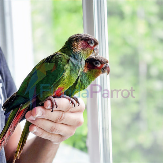 Blue Throated Conure image 0