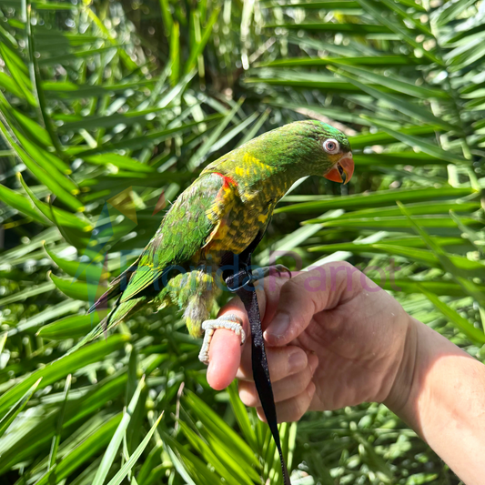 Scaly Breasted Lorikeet image 0