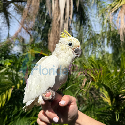 Medium Sulphur Crested Cockatoo image 0