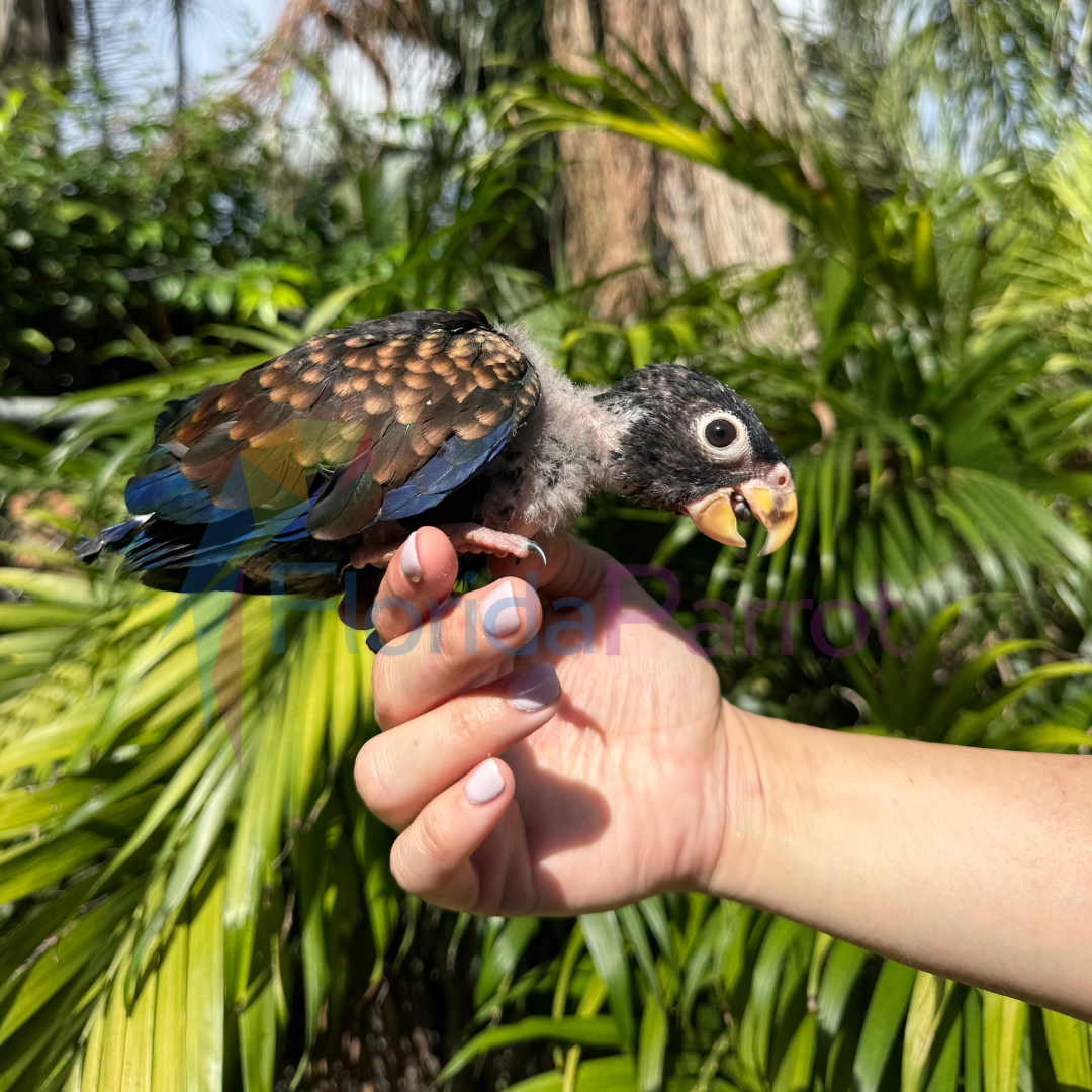 Bronze Winged Pionus image 0