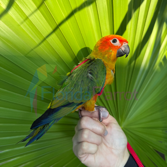 Sun Conure image 0
