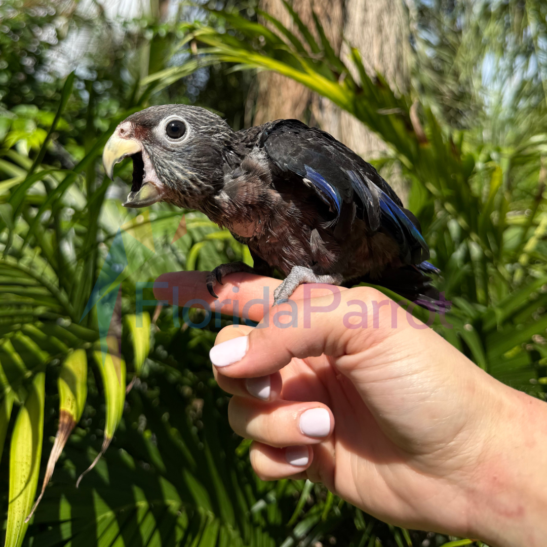 Dusky Pionus image 0