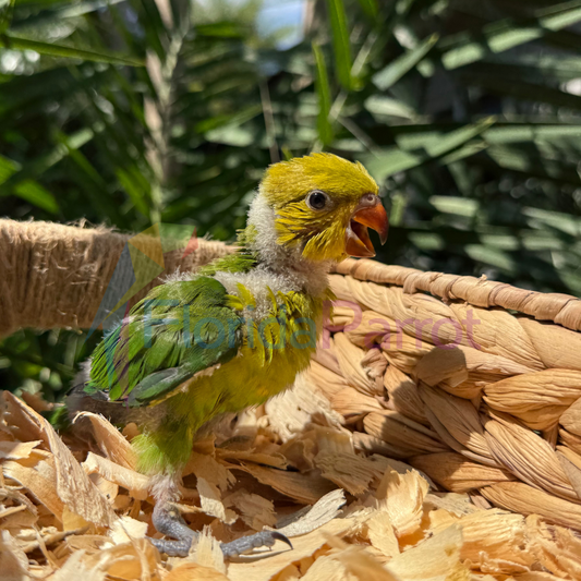 Perfect Lorikeet image 0