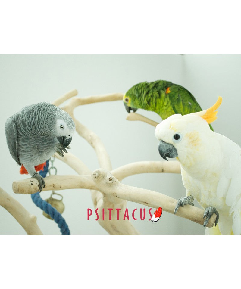 Psittacus Parrot Maintenance image 1