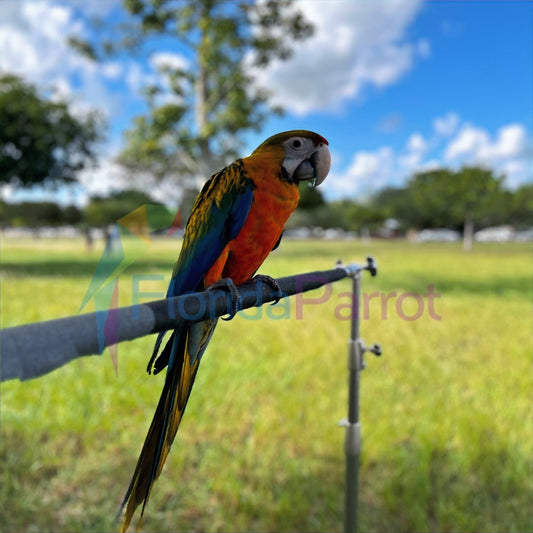 Camelot Macaw image 0