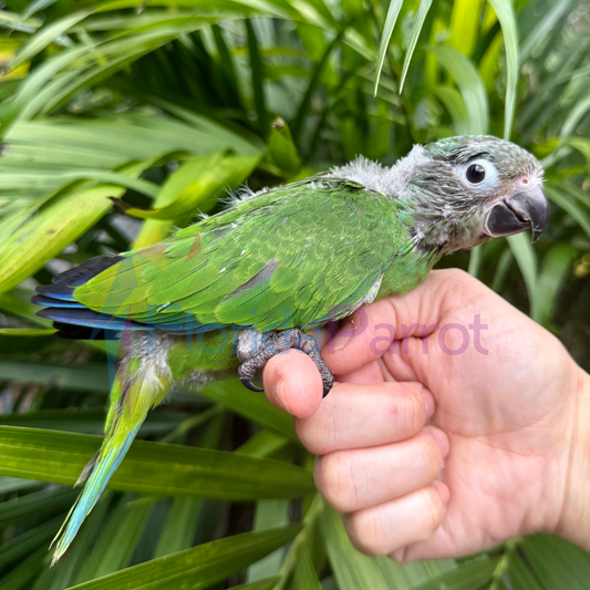 Dusky Conure image 0