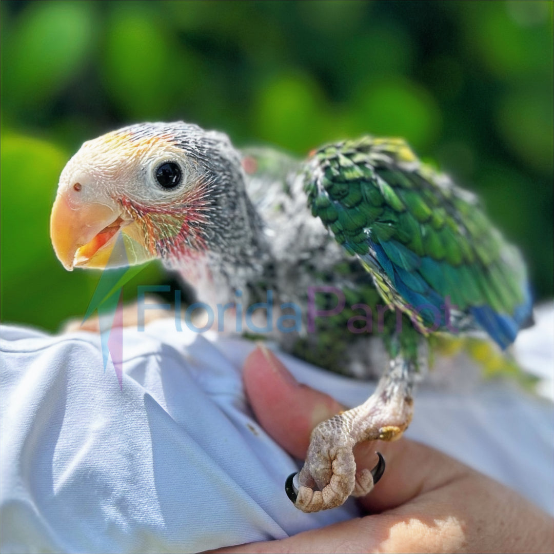 Cuban Amazon image 0