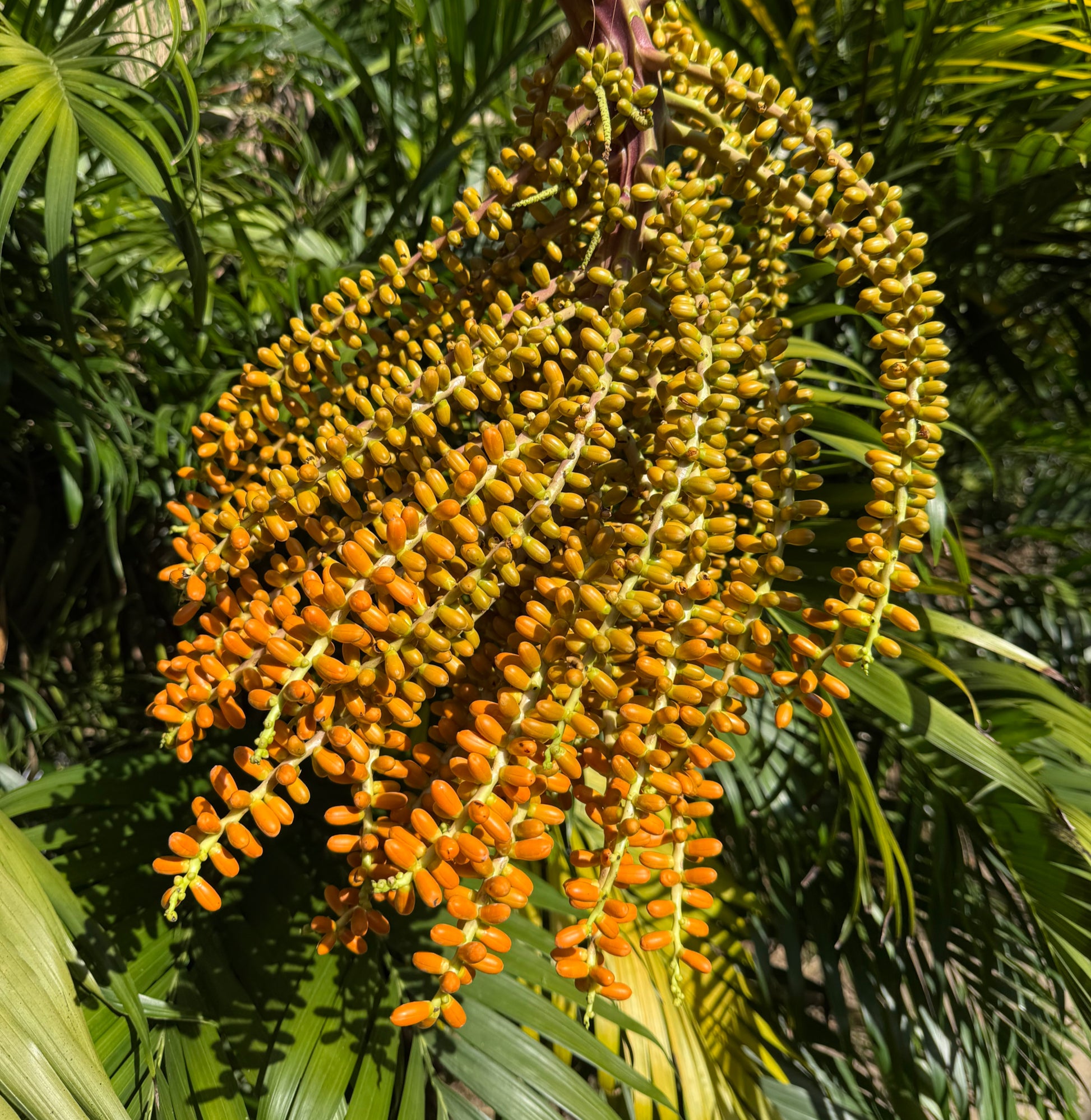 Tropical Enrichment image 2