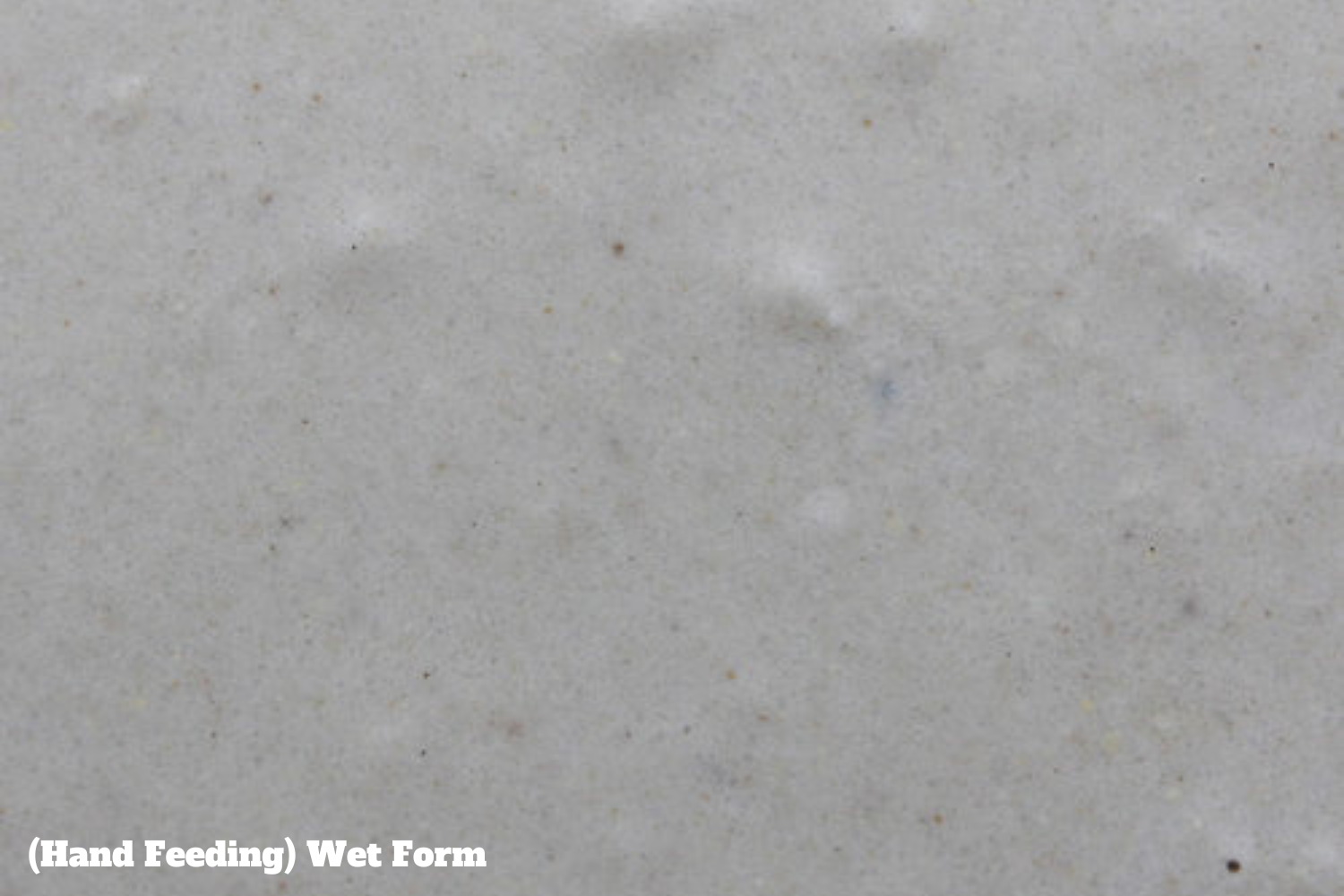 Intune Hand Feeding - Hi-Energy Formula image 2