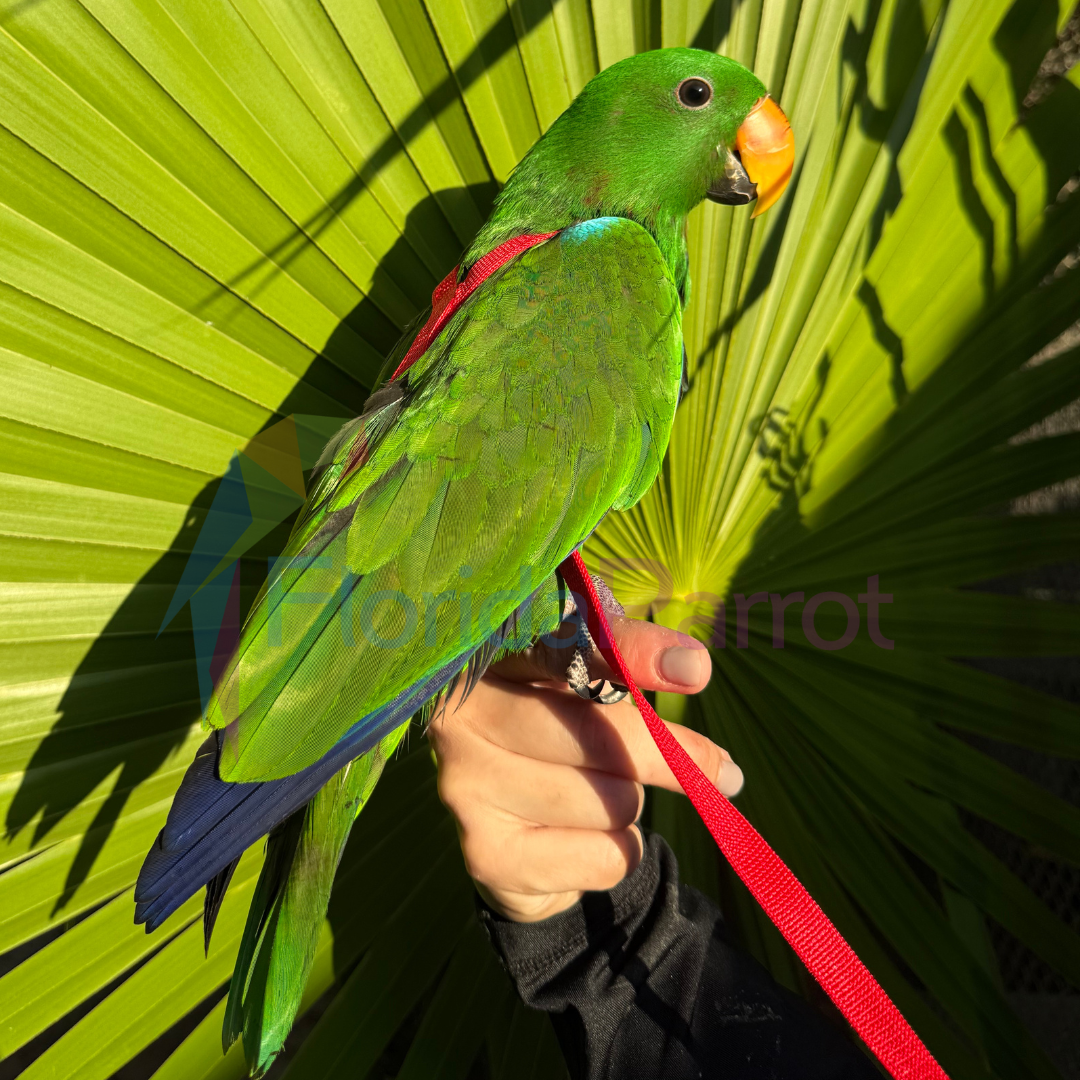 Eclectus Parrot image 0