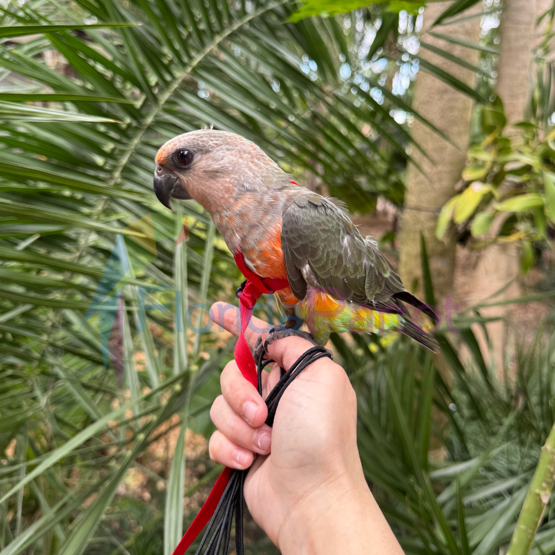 Red Bellied Parrot image 0